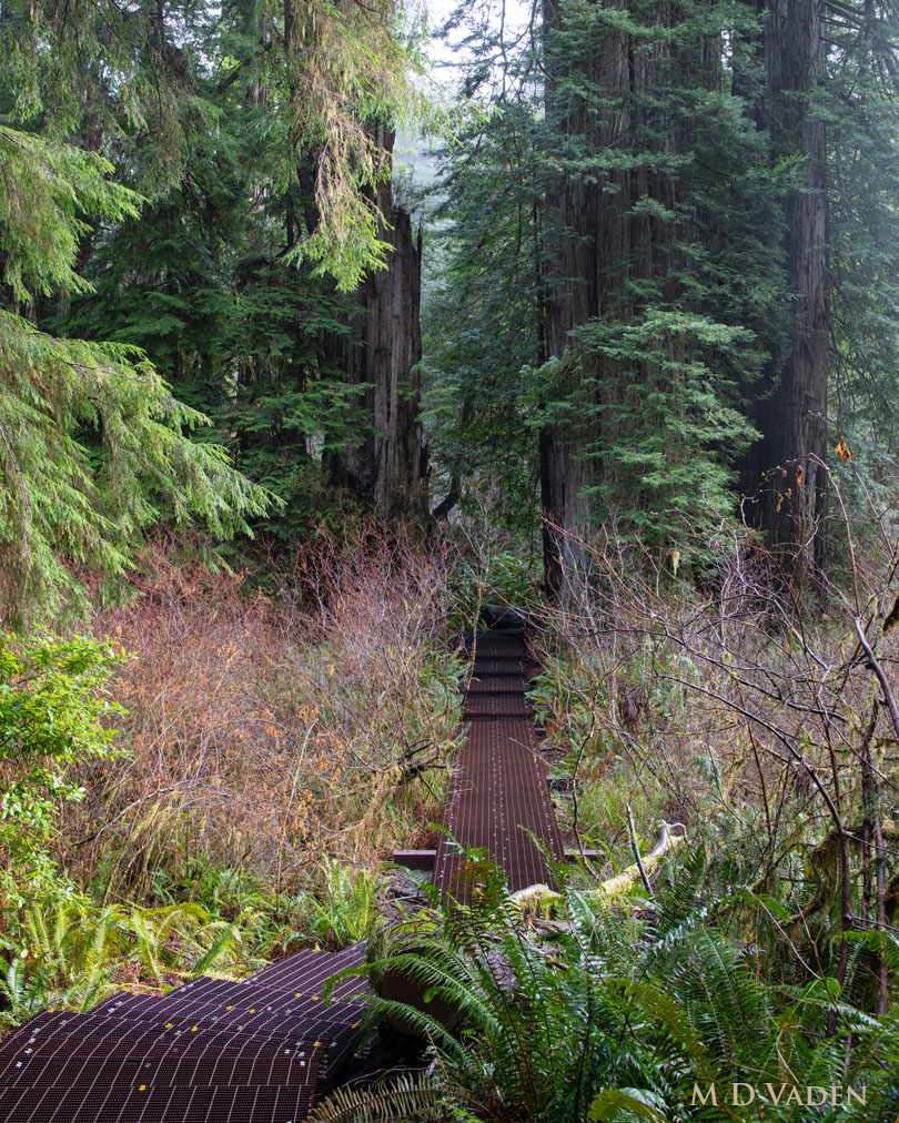 Grove of Titans boardwalk view toward Lost Monarch