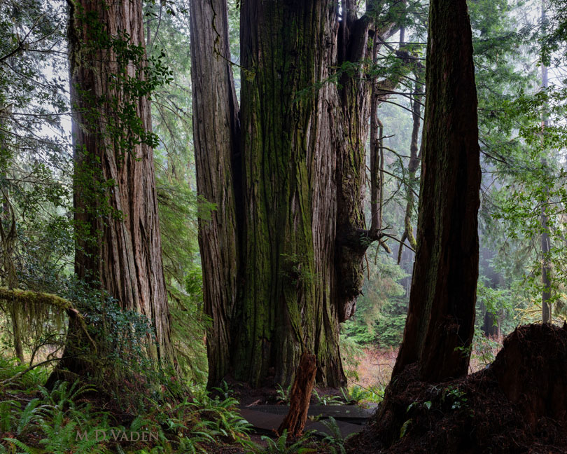 Grove of Titans redwood view near Mill Creek trail