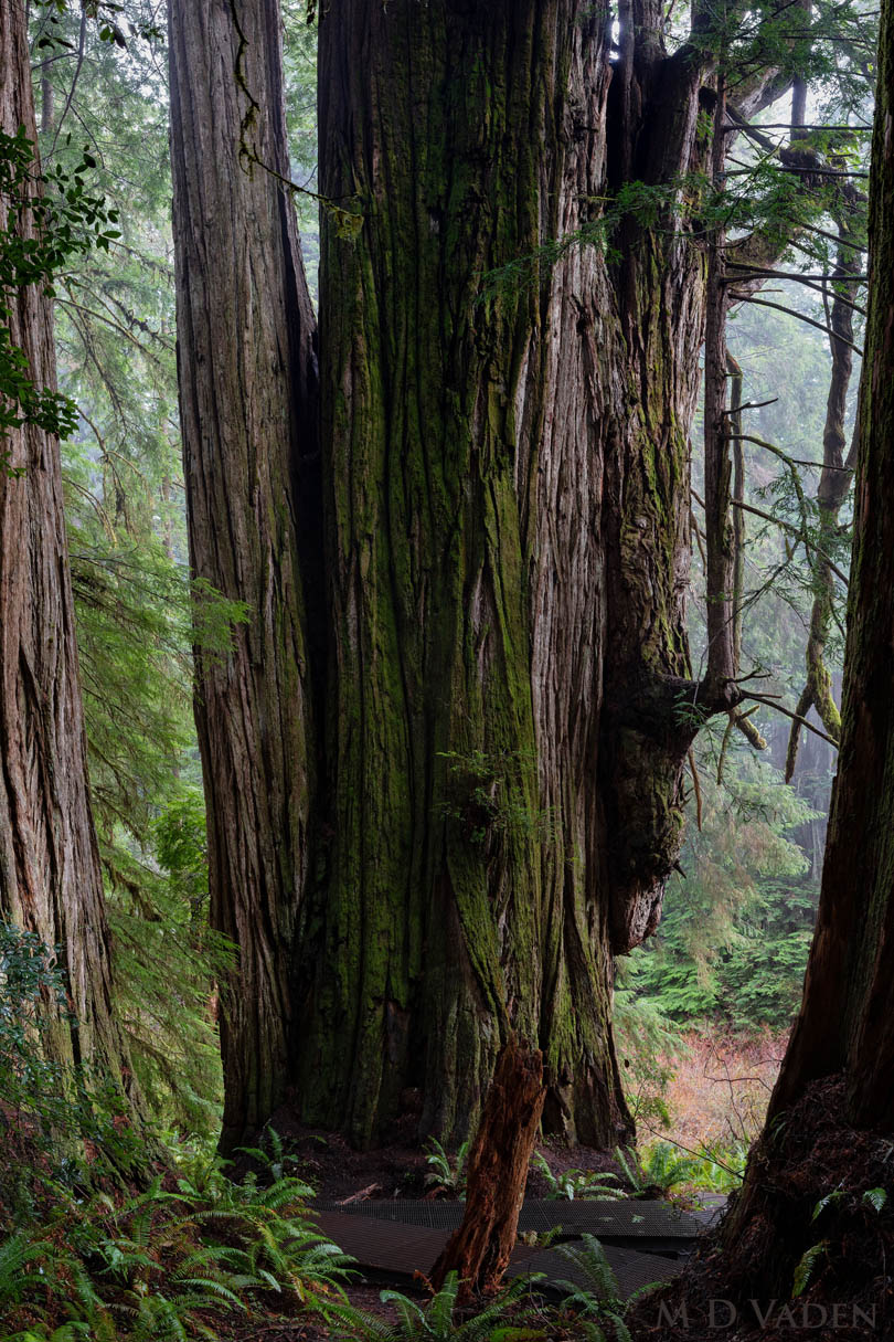 Grove of Titans redwood trunk view near Mill Creek trail