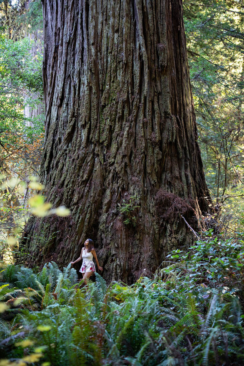 grove of titans trail in jedediah smith redwood park