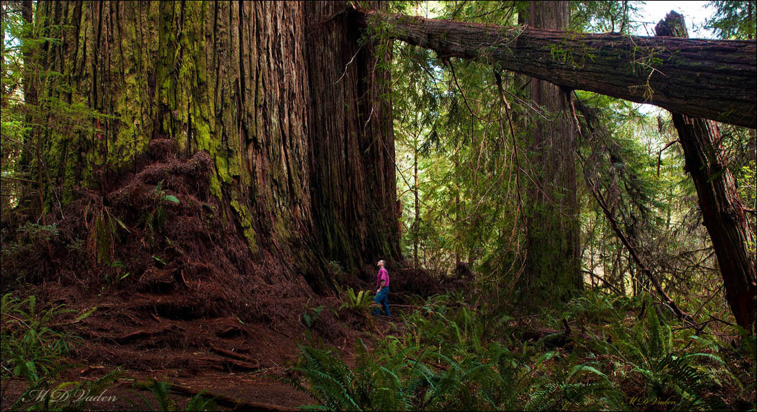 Redwood Eerandil next to Screaming Titans with fallen log after storm