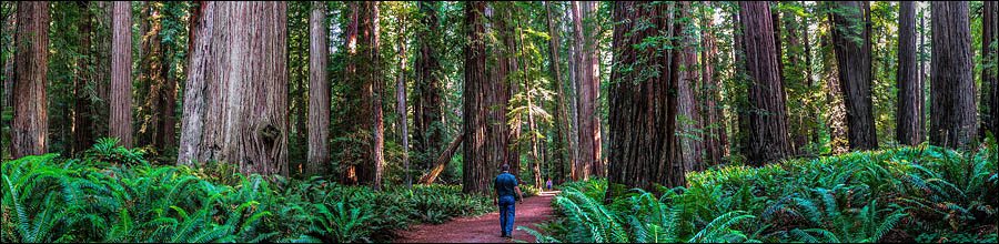 Medford and Ashland Oregon arborist and landscape expert walking in forest