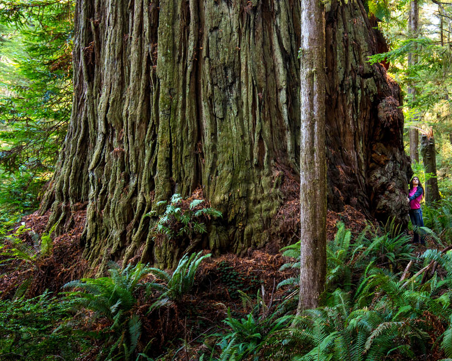 Coast Redwood has the widest trunk, more than Giant Sequioa
