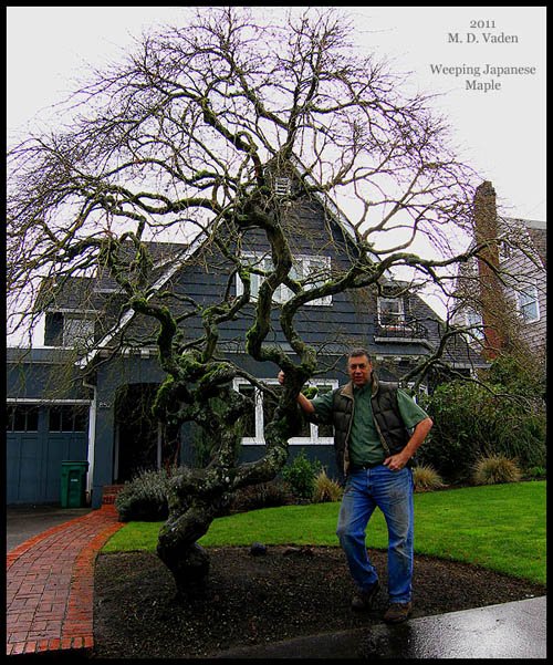 Japanese maple tree pruning in Portland, Oregon