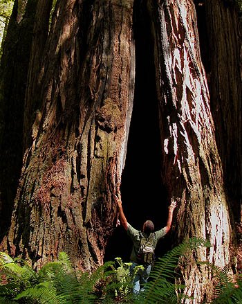 Goosepen in a Coast Redwood trunk