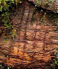 Fog Valley Black Bear scratched log downhill