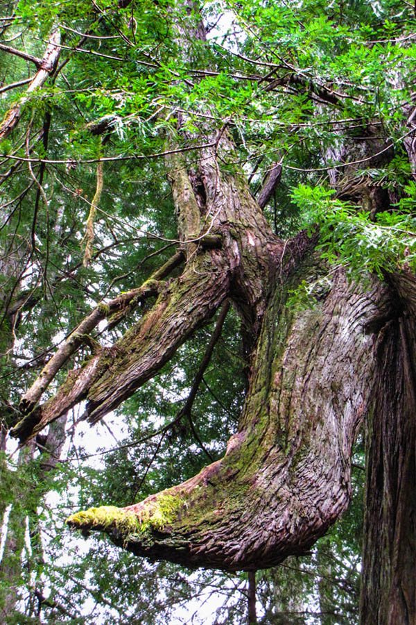 El Viejo del Norte Coast Redwood tusk and horn shapes people call burls