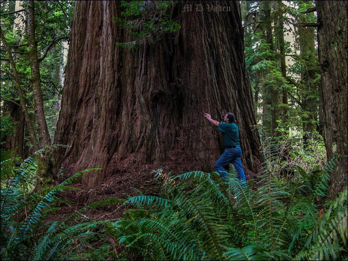 Atlas Grove Coast Redwood Iluvatar