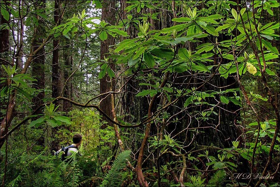 Helios grove in redwood national park forest understory