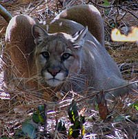 Mountain Lion Track in Prairie Creek near Redwood National Park