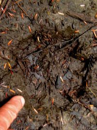 Mountain Lion Track in Prairie Creek near Redwood National Park