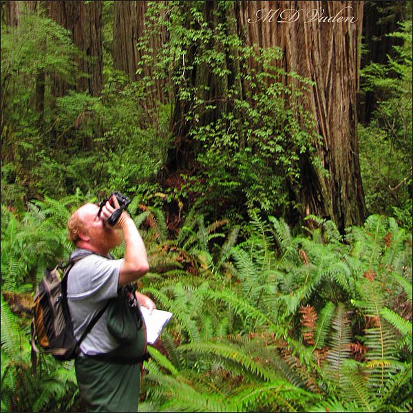 Dr. Robert Van Pelt measuring with laser rangefinder in a research study plot