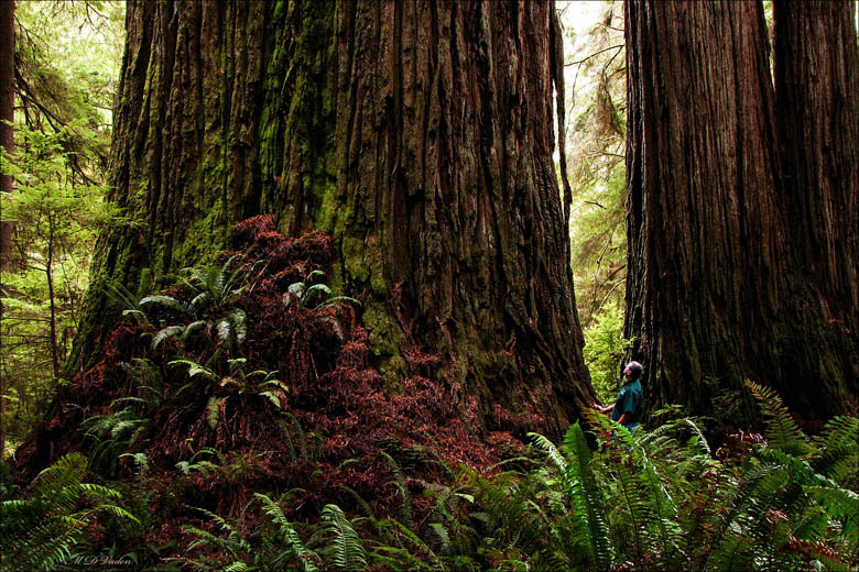 Redwood Screaming Titans found by Sillett and Taylor