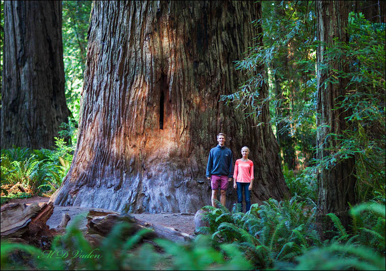 Stout Coast Redwood Grove