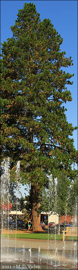 The Tallest Pine in the World. Michael Taylor measures Ponderosa pine