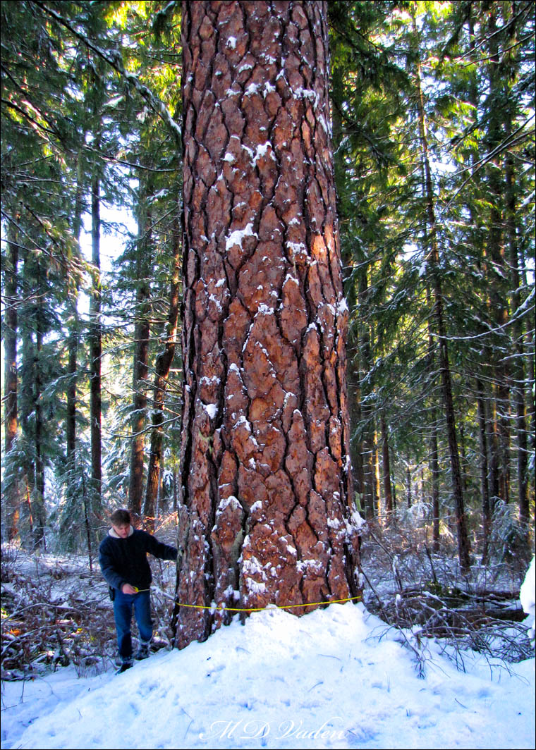 The Tallest Pine in the World. Michael Taylor measures Ponderosa pine
