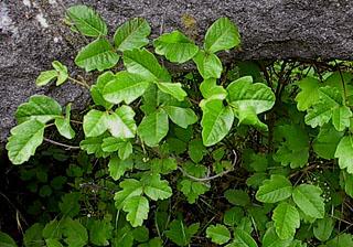 3 leaflets poison-oak poison oak leaves