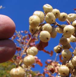 seed capsules winter Poison-oak ID