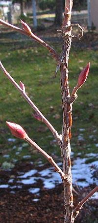 ribes sanguinium pertaining to poisonoak