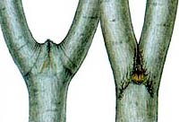 pruning for dummies