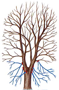 pruning for roses and bushes