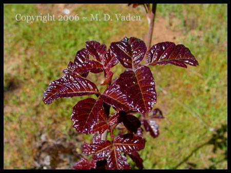 Poison oak with red leaves