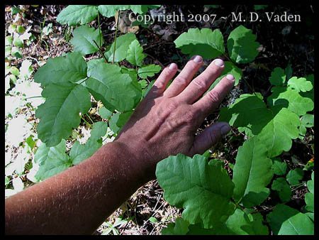 Poison oak with larger than normal leaves