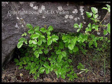 Rhus or Poison-oak in northern Oregon