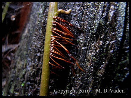 Poison oak fastened to bark on a redwood