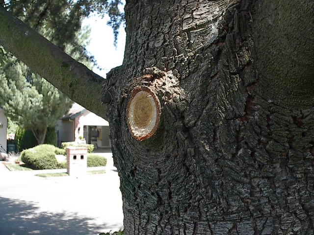 Pruning removal of branch