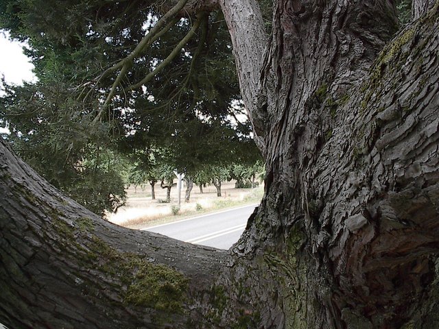Wide branch angle allows wood tissue growth