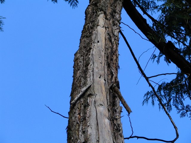 Sunburn on Thuja plicata trunk