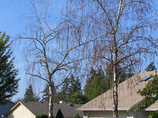 Pair of dead European White Birch in Beaverton