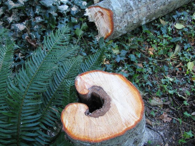 Damaged Red Alder trunk in Lake Oswego