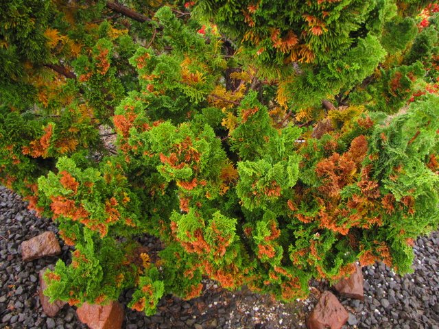 Sun damage to foliage of Hinoki Cypress