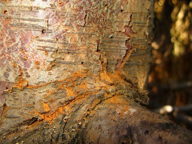 Borers in Port Orford Cedar