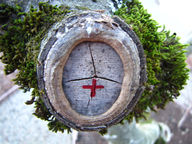 Pruning cut wound enclosing