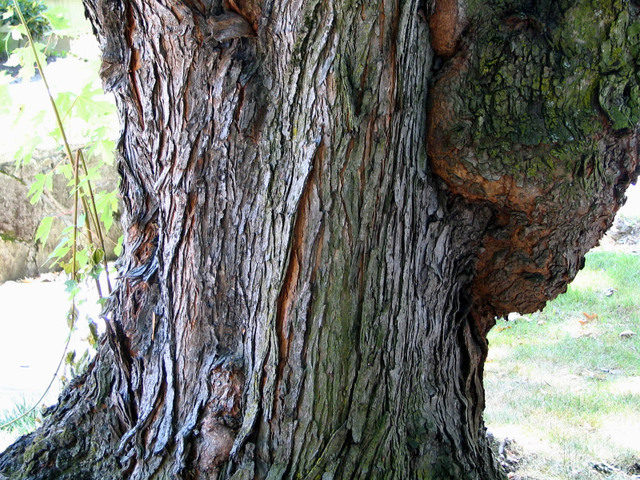 Big gall or burl on trunk