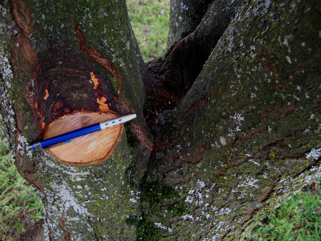 tree house in Oregon
