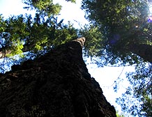 leaning pine in a grove planting