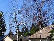 white birch planting