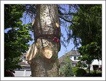 Deodar Cedar girdled by garden twine. The trunk changed.
