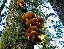 oregon coast forest spruce or hemlock