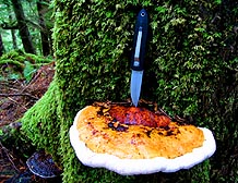 Mushrooms growing