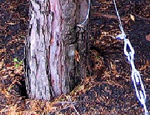 cedar in a garden fastened with hidden stakes