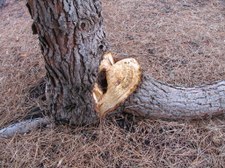 broken tree branch