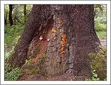 Fungus wood decay on spruce bark and trunk